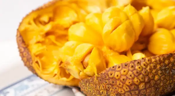 Oto wnętrze jackfruita, owocu, który wielu zastanawia: jackfruit co to? Jasnożółte, soczyste segmenty owocu są gotowe do spożycia.