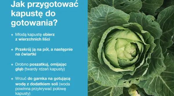 Jak ugotować młodą kapustę: obierz, przekrój, poszatkuj i wrzuć do osolonej, gotującej wody.