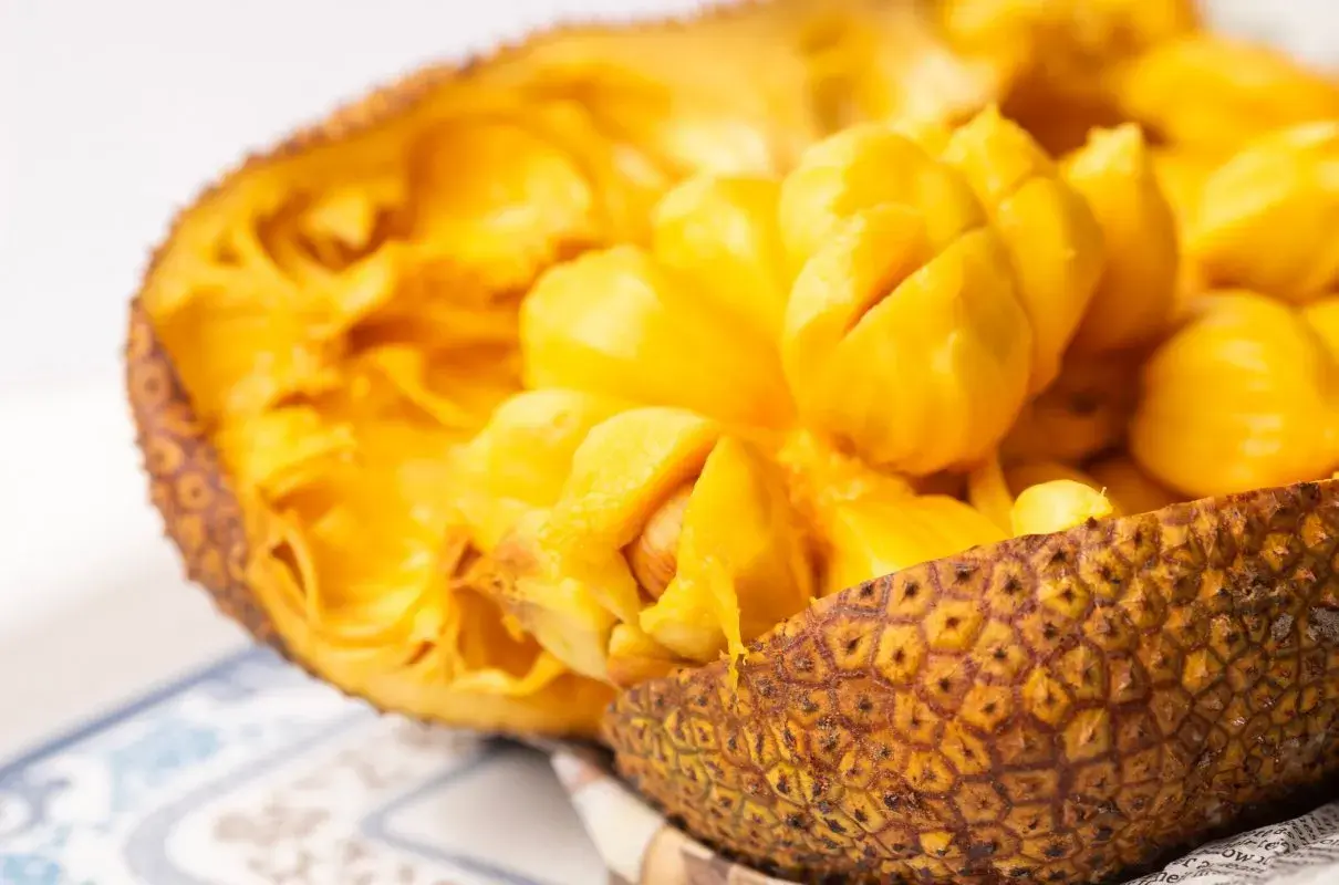 Oto wnętrze jackfruita, owocu, który wielu zastanawia: jackfruit co to? Jasnożółte, soczyste segmenty owocu są gotowe do spożycia.