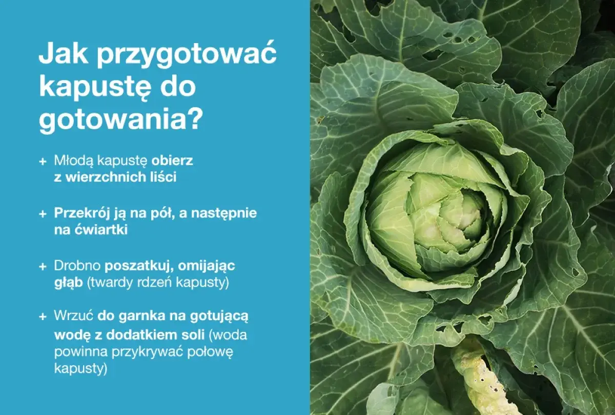 Jak ugotować młodą kapustę: obierz, przekrój, poszatkuj i wrzuć do osolonej, gotującej wody.