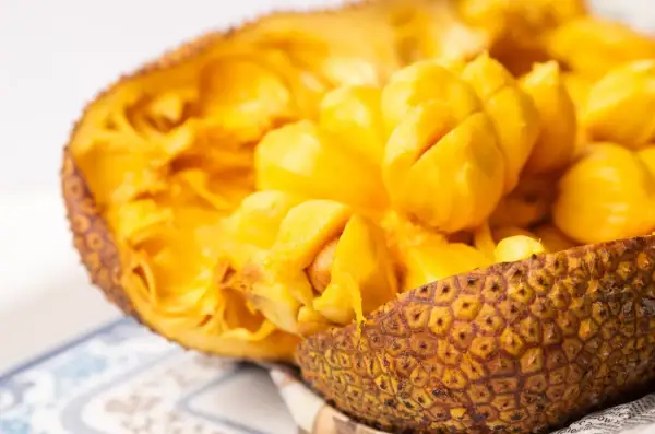 Oto wnętrze jackfruita, owocu, który wielu zastanawia: jackfruit co to? Jasnożółte, soczyste segmenty owocu są gotowe do spożycia.