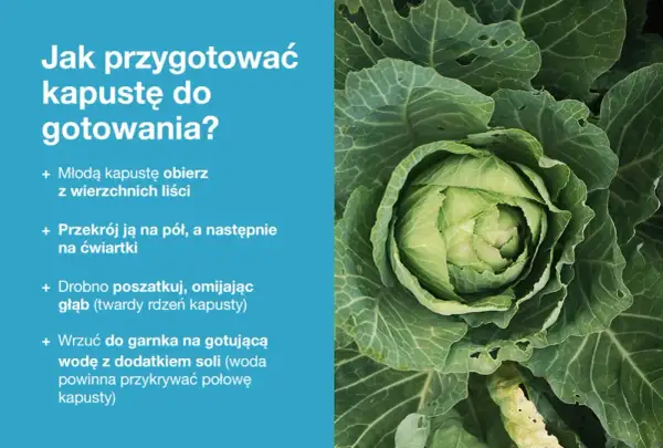 Jak ugotować młodą kapustę: obierz, przekrój, poszatkuj i wrzuć do osolonej, gotującej wody.